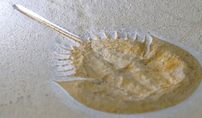 The show displays many one-of-a-kind fossils.