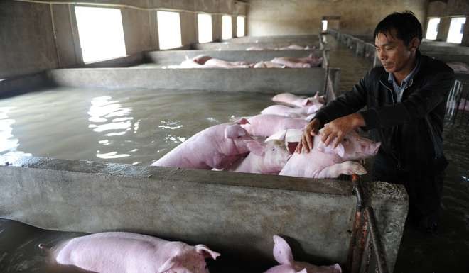 An employee touches pigs which cannot be moved away from a flooded farm, due to an environmental protection and epidemic prevention measure, before he leaves for a safer place in Liu'an, Anhui Province, China. Photo: Reuters