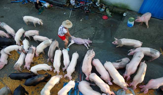 A man pulls away carcasses of pigs at a flooded farm in Xiaogan, Hubei Province, China, Photo: Reuters