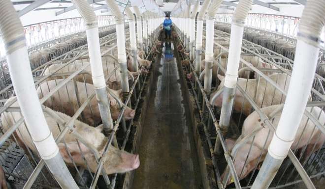 Pigs stand in their pens at a farm in Zhuji, east China's Zhejiang province. Photo: AFP