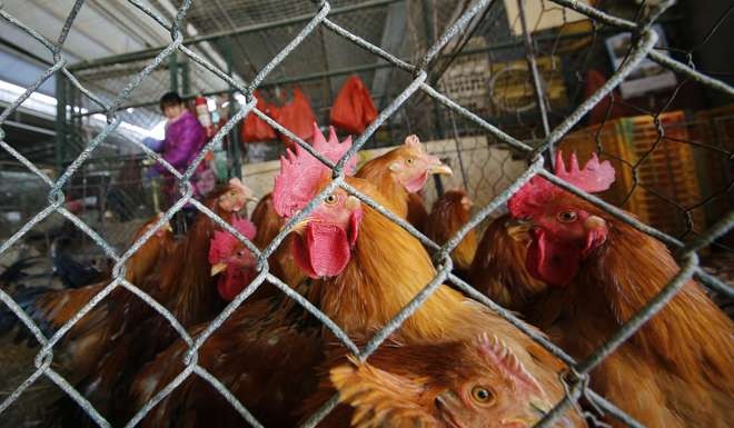 Lve chickens are kept in a cage at a wholesale poultry market in Shanghai. Photo: AP