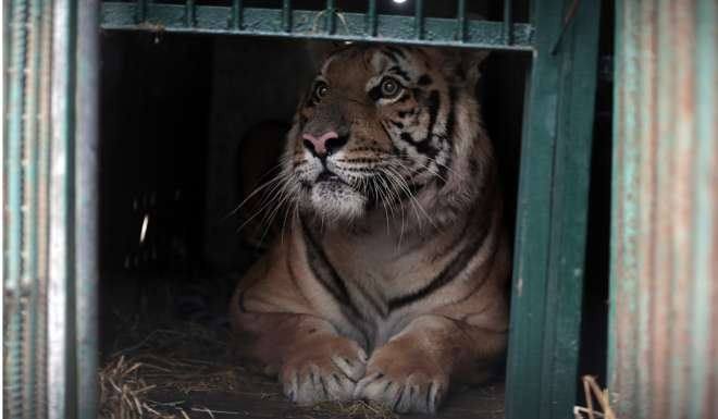 Laziz sits in his wooden crate ahead of his transfer from the zoo in Khan Younis. Photo: AP