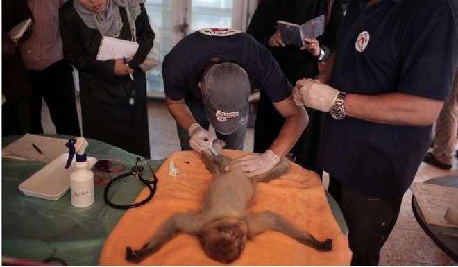 Dr Ovidiu Rosu, of Four Paws International, examines a sedated monkey as part of the preparations to transfer the animals from the zoo of Khan Younis to out of the Gaza Strip on Wednesday. Photo: AP