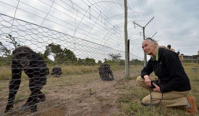 Goodall with rescued chimpanzees at the Sweetwaters sanctuary, set up under an agreement between the Kenya Wildlife Service, the Jane Goodall Institute and the Ol Pejeta Conservancy in 1993. Photo: AFP