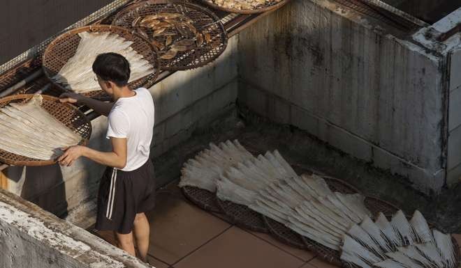 A worker processes endangered hammerhead shark fins at small factory on top of a residential building in Kennedy Town. Photo: EPA