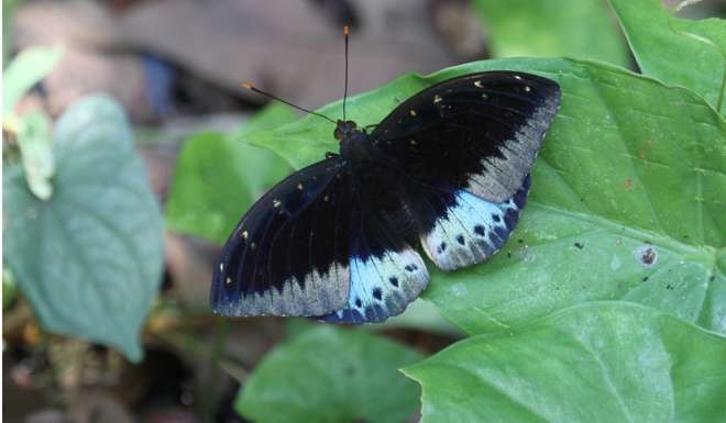 The common archduke butterfly. Photo: Green Power