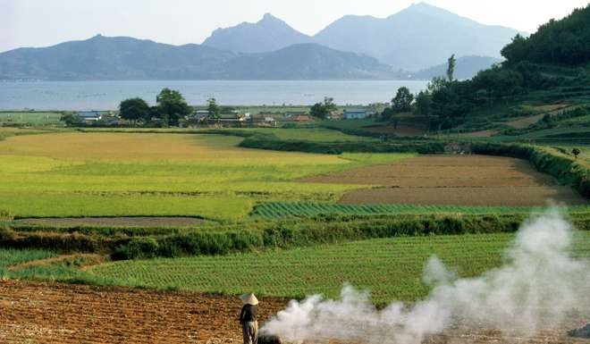 A South Korean farmer burns rice straw. Photo: Hemis