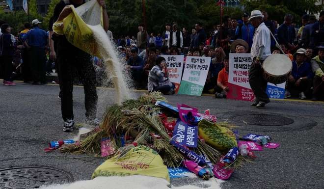 South Korean farmer protesters, prepare to burn sheaves of rice after marching against government's agricultural policy in Seoul. Photo: EPA