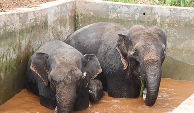 The three Asian elephants – two adults and one baby – became trapped in the mountainside pool on Sunday. Photo: SCMP Pictures