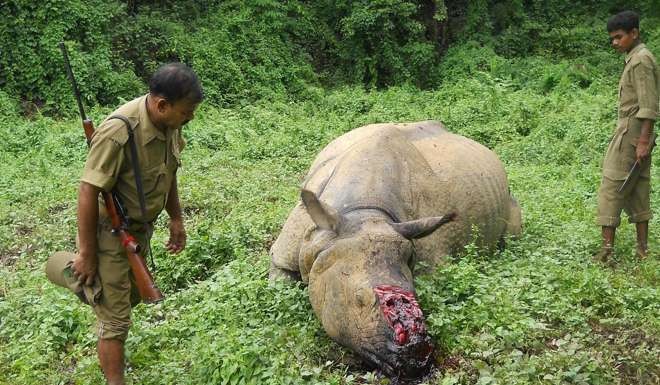 Indian forestry officials inspect the carcass of a rhinoceros dehorned by poachers at the Kaziranga National Park protected area in the state of Assam, in June 2015. Photo: AFP