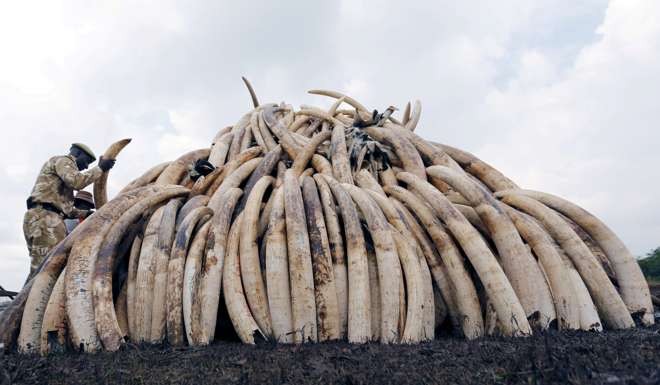 A Kenyan ranger stacks elephant tusks, part of an estimated 105 tonnes of confiscated ivory, to be set ablaze at Nairobi National Park on April 20. Photo: Reuters