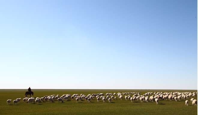 A woman herds sheep in New Barag Left Banner. Photo: Simon Song