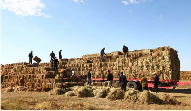 Workers unload bales of hay for distribution to herdsmen in New Barag Right Banner. Photo: Simon Song