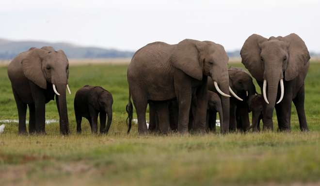 A family of elephants in Amboseli National Park, southeast of Kenya's capital Nairobi. Increased restrictions on elephants and African lions failed to pass at the Cites meeting in Johannesburg. Photo: Reuters