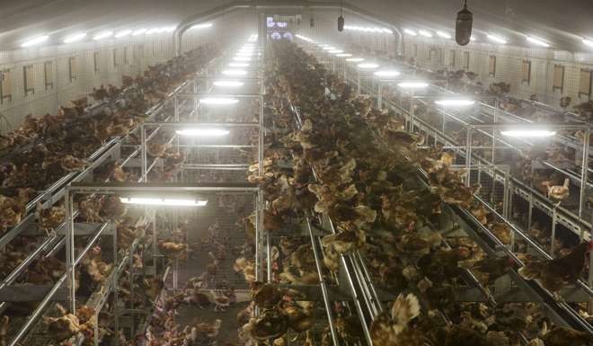 Chickens at a poultry farm in Bergentheim, the Netherlands. Poultry farmers in the Netherlands have been ordered to lock up their flocks, following the discovery of bird flu among wild birds in Europe. Photo: EPA