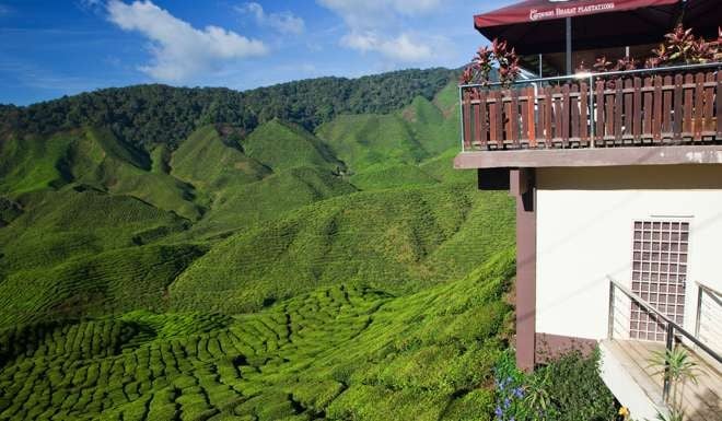 Tea plantations in Cameron Highlands, Malaysia. Picture: Alamy