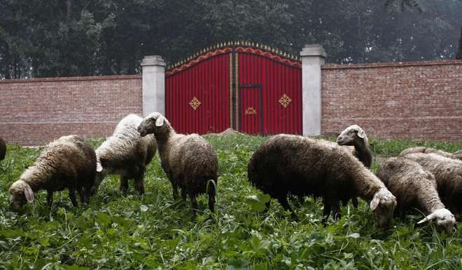 Sheep graze outside the closed gate to an illegal golf course which was demolished and turned into a cornfield in the suburbs of Beijing. Photo: Reuters