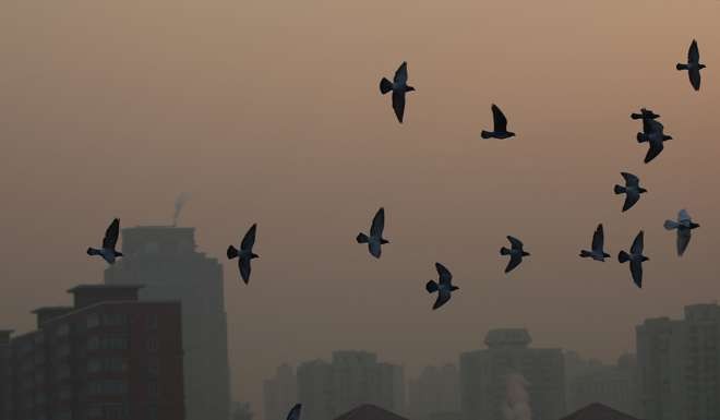 Pigeons fly above Beijing as heavy smog shrouds the capital on Monday. Photo: Reuters