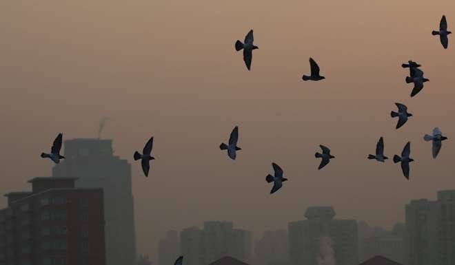 Pigeons silhouetted against heavy smog as Beijing battles heavy winter pollution, on December 19. Photo: Reuters