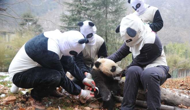 Staff at Hetaoping Wild Training Base in Sichuan are dressed for the occasion as they carry out health check-ups on a giant panda cub during a wild training exercise. China started sending captive-bred pandas into the wild in 2006 in an effort to improve the genetic diversity and quality of the species. Photo: Xinhua