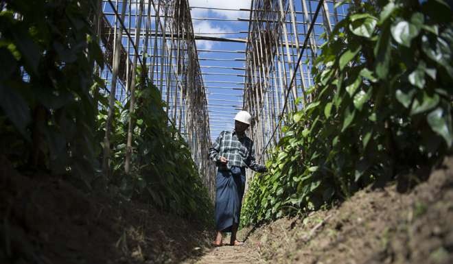 Betel leaf farmer Kyaw Win works at a farm in Nyaung Don township in Irrawaddy Region. Photo: AFP