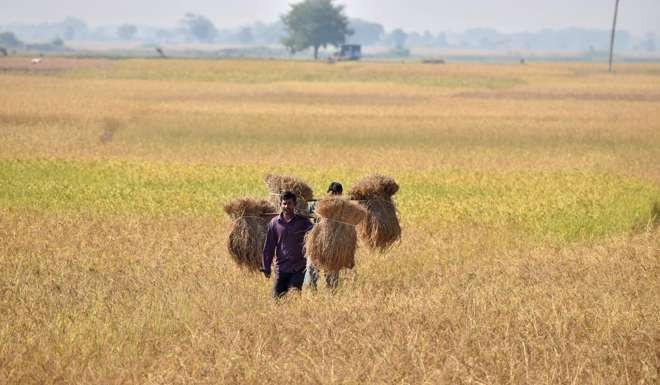 An Indian farmer carries rice seedlings from a paddy field. India’s politically significant agriculture sector, which employs 54 per cent of Indian workers, has traditionally been kept out of the tax net. Photo: AFP