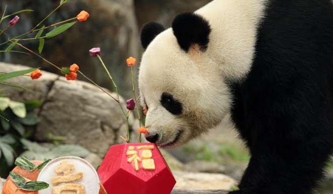 Breeders at Ocean Park prepared a Spring Festival meal for Le Le, the giant panda, with sweet potatoes, purple potatoes, carrots and bamboo shoots. Photo: Xinhua