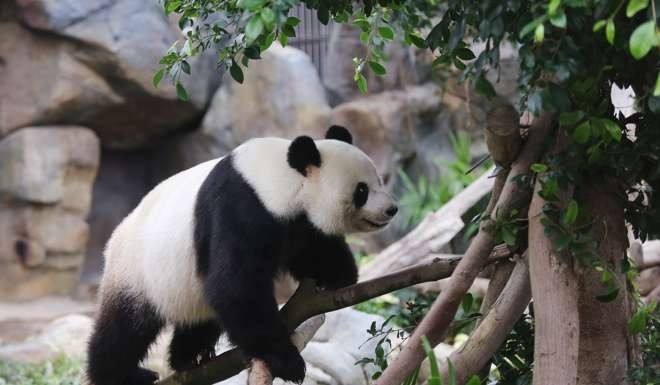 Panda Le Le is one of the attractions at Ocean Park. Photo: Xiaomei Chen