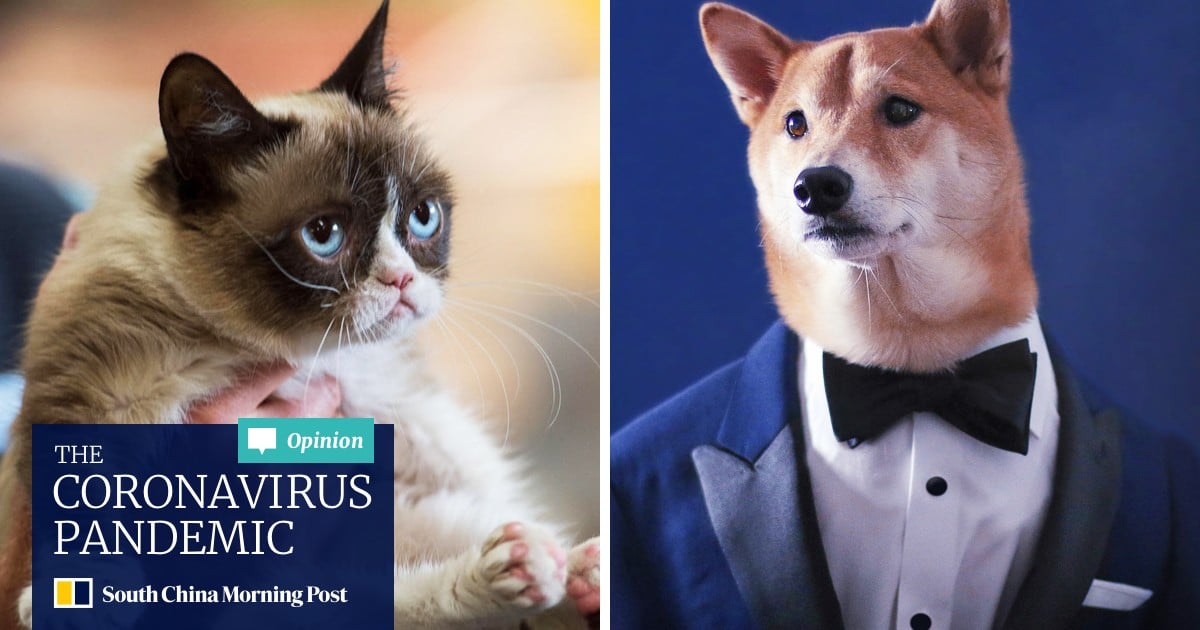 Grumpy Cat move over: dogs snapping feline heels in battle for internet supremacy | South China Post