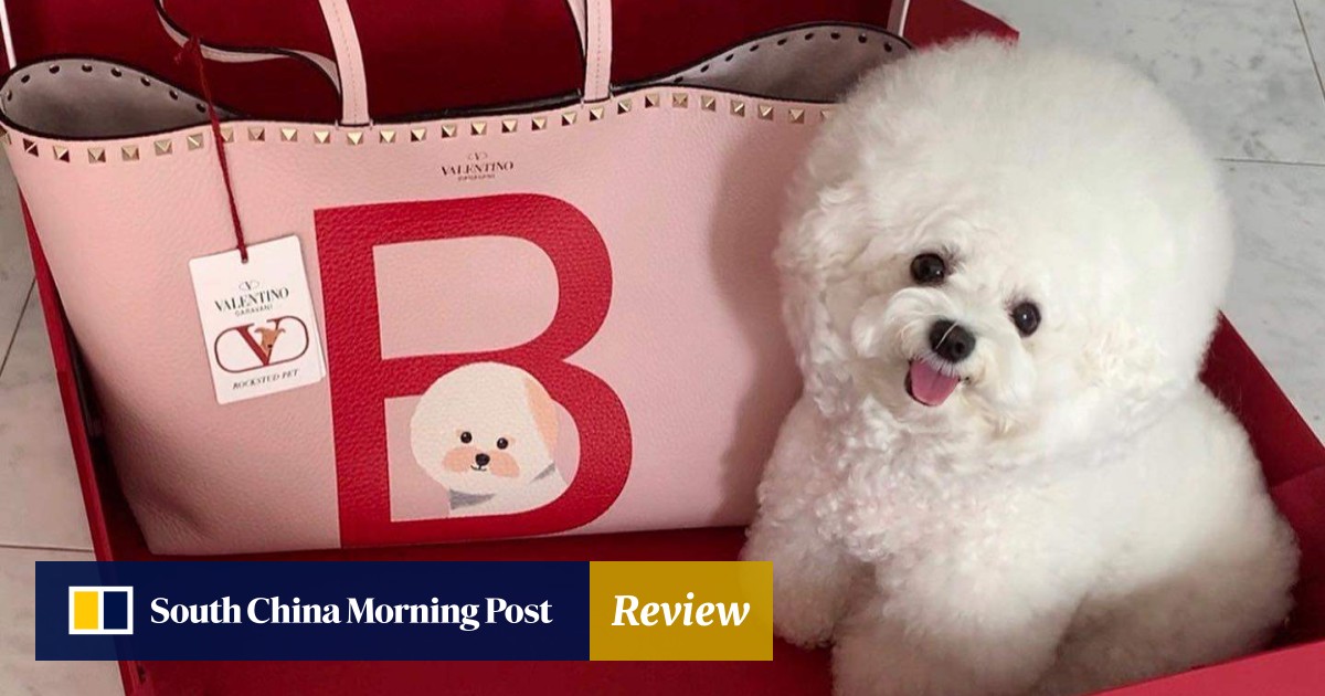5 most stylish pet for spring, from Valentino's customisable carrier bag to Fendi and Saint Laurent's fashionable fabric and leather collars South China Morning Post