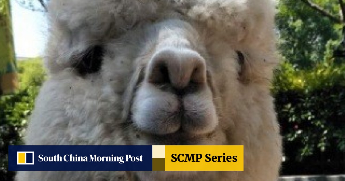 Injured alpacas and tortoises in labour: life as a vet for exotic animals  in China | South China Morning Post